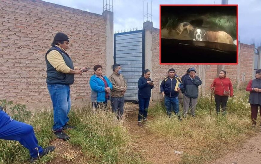 Vecinos de barrio Santa Cruz denuncian ataque fatal de perros y piden Zoonosis