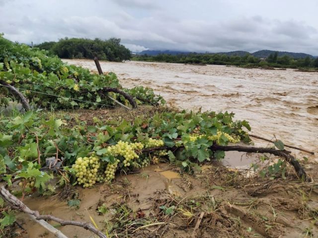 Cuatro municipios de Tarija declaran emergencia por lluvias y daños agrícolas