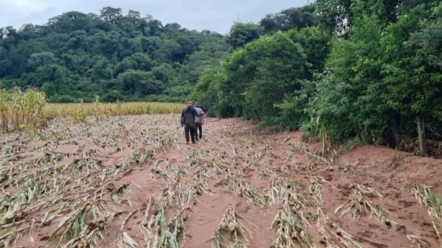 Entre Ríos confirma pérdidas agrícolas y caminos cortados tras fuertes lluvias