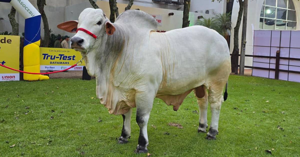 Jaron FIV LS de Nelorí lidera como toro más pesado en Agropecruz