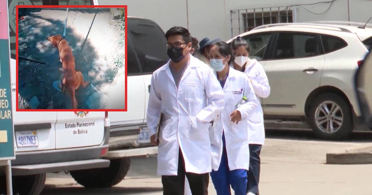 Perro con rabia muerde a 14 personas y casi 100 mascotas en Vinto