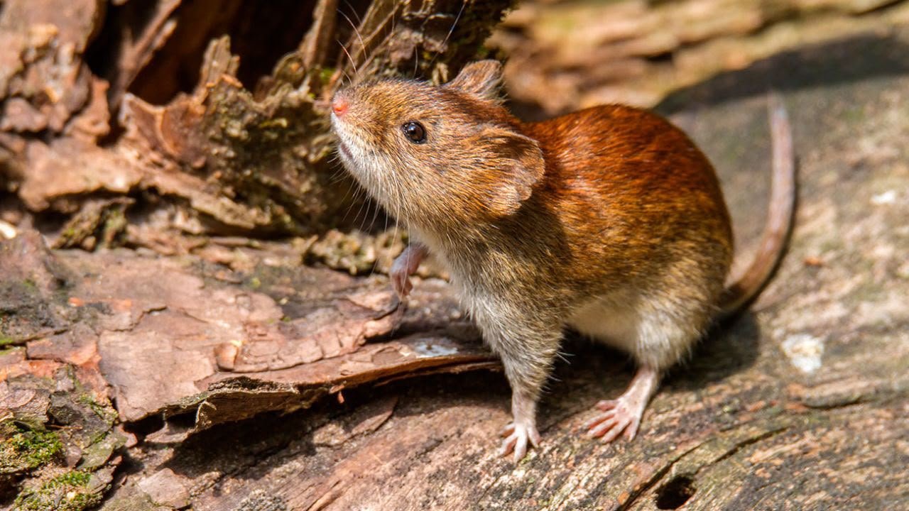 Tarija suma 10 casos de hantavirus tras nuevo contagio