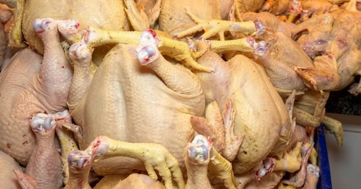 Baja el precio del kilo de pollo en Santa Cruz