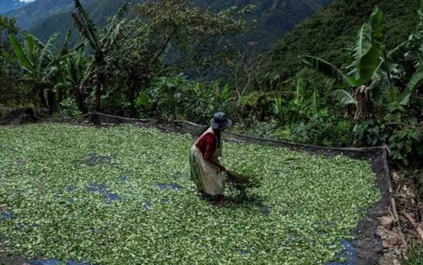 ONU reporta aumento del 7 % de cultivos de coca