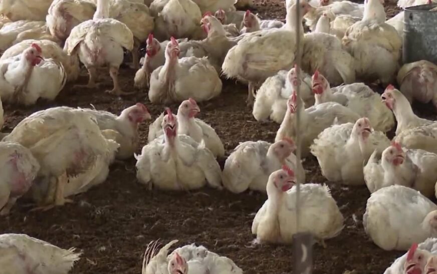 Baja la demanda de pollo en Santa Cruz