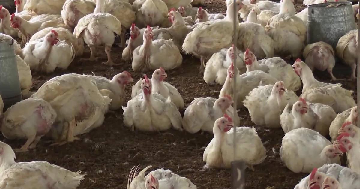 Baja la demanda de pollo en Santa Cruz