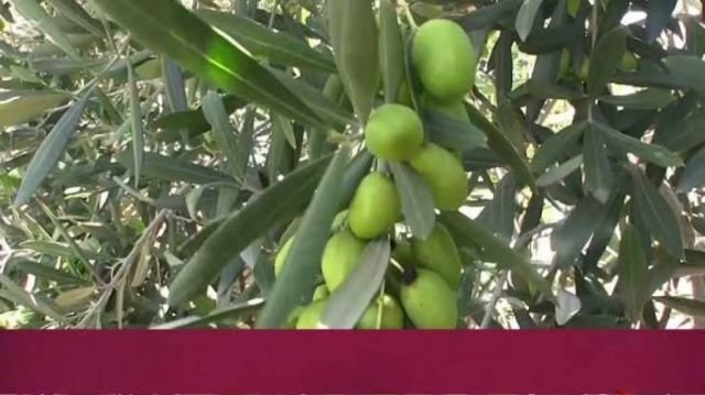 Experto español capacitará a productores de olivo en Tarija