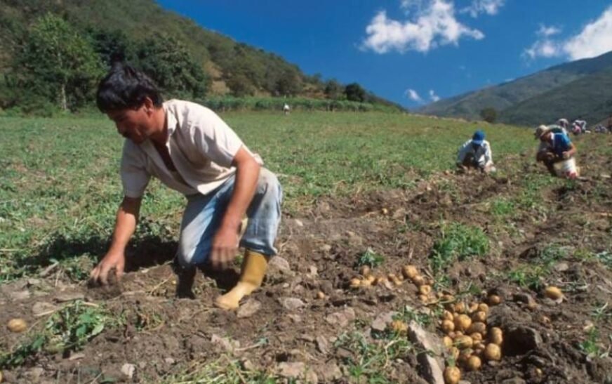 Campesinos de Tarija prevén crisis alimentaria en meses