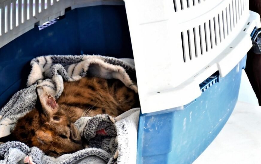 Puma Valentín sigue crítico tras caer de un árbol