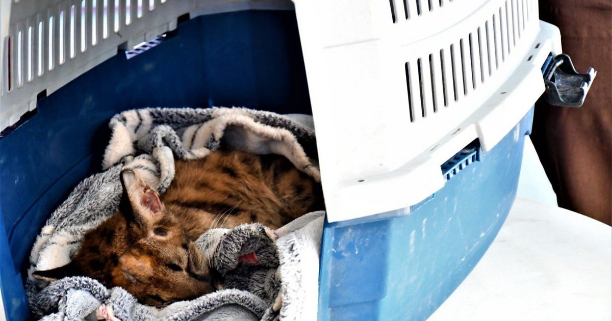 Puma Valentín sigue crítico tras caer de un árbol