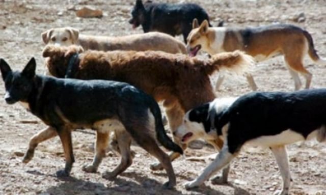 Evalúan posibles acciones contra perros asilvestrados en La Gamoneda