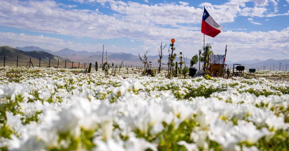 Conaf prevé 15.000 hectáreas de desierto florido en octubre