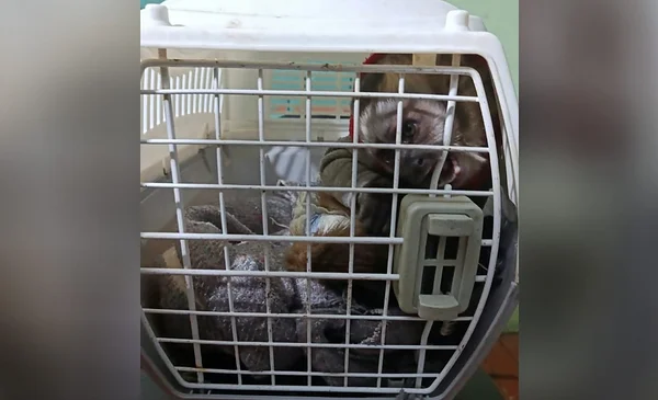 Rescatan en El Alto a mono capuchino retenido como mascota