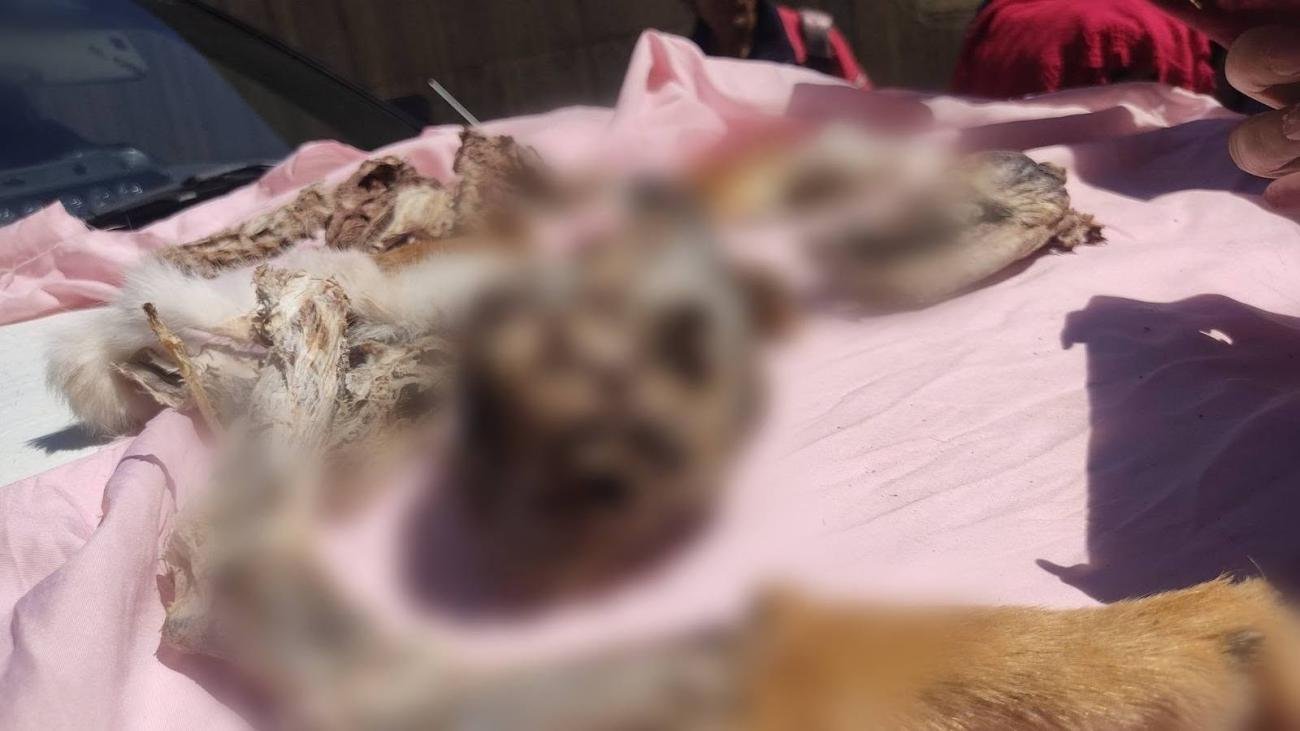Procesan a mujer por tráfico ilegal de vida silvestre