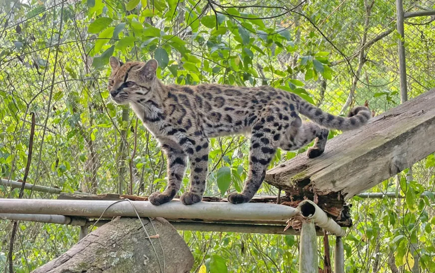 Felino hallado en Yungas fue identificado como nueva especie