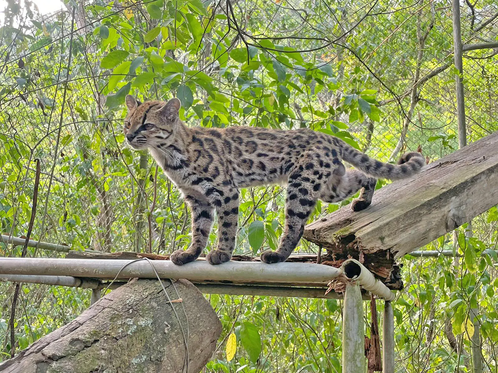 Felino hallado en Yungas fue identificado como nueva especie