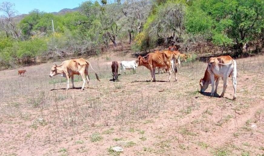 Sequía en el Chaco chuquisaqueño deja pérdidas de ganado