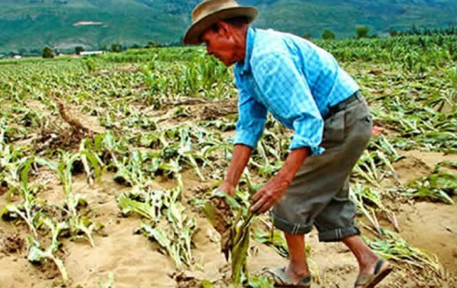 Productores de Tarija reclaman controles a la intermediación