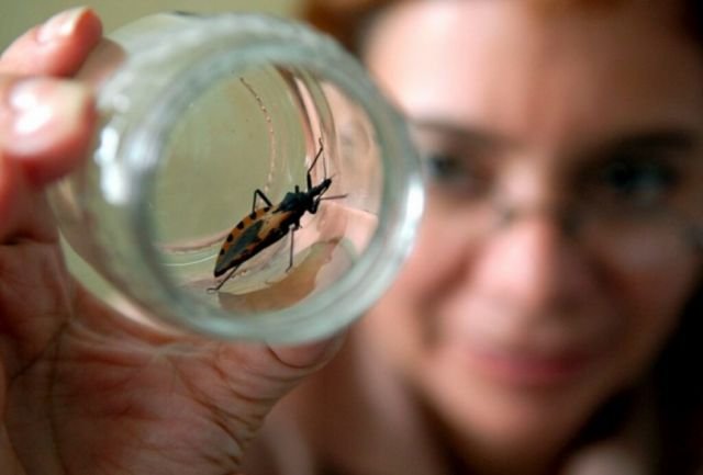 Estudio en Bolivia reduce a 30 días el tratamiento del Chagas