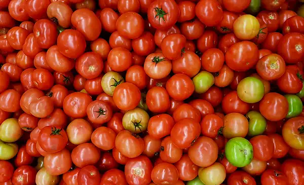Tomate baja en Cochabamba y alivia la canasta familiar