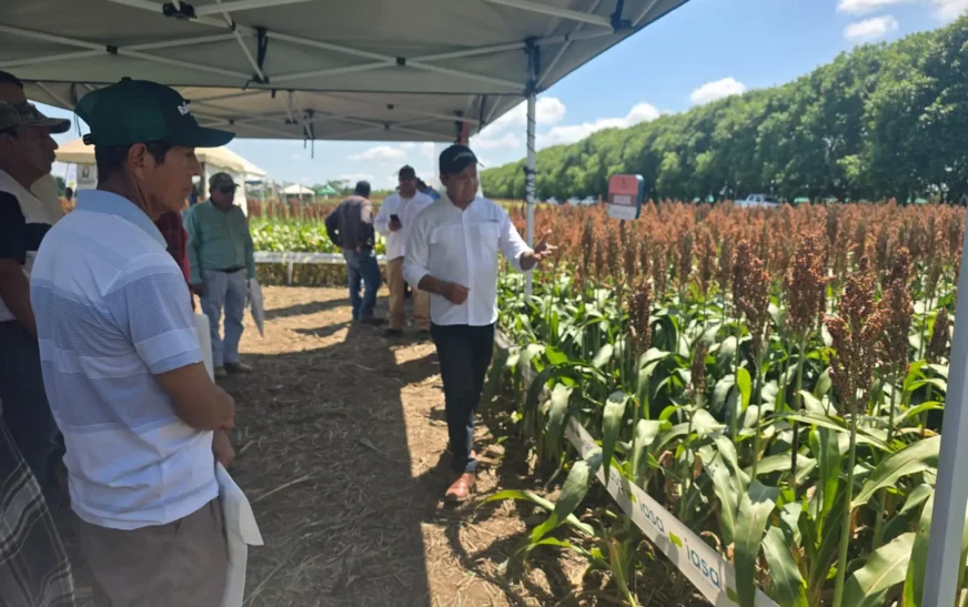 Productores soyeros del Norte Integrado buscan mayor rendimiento