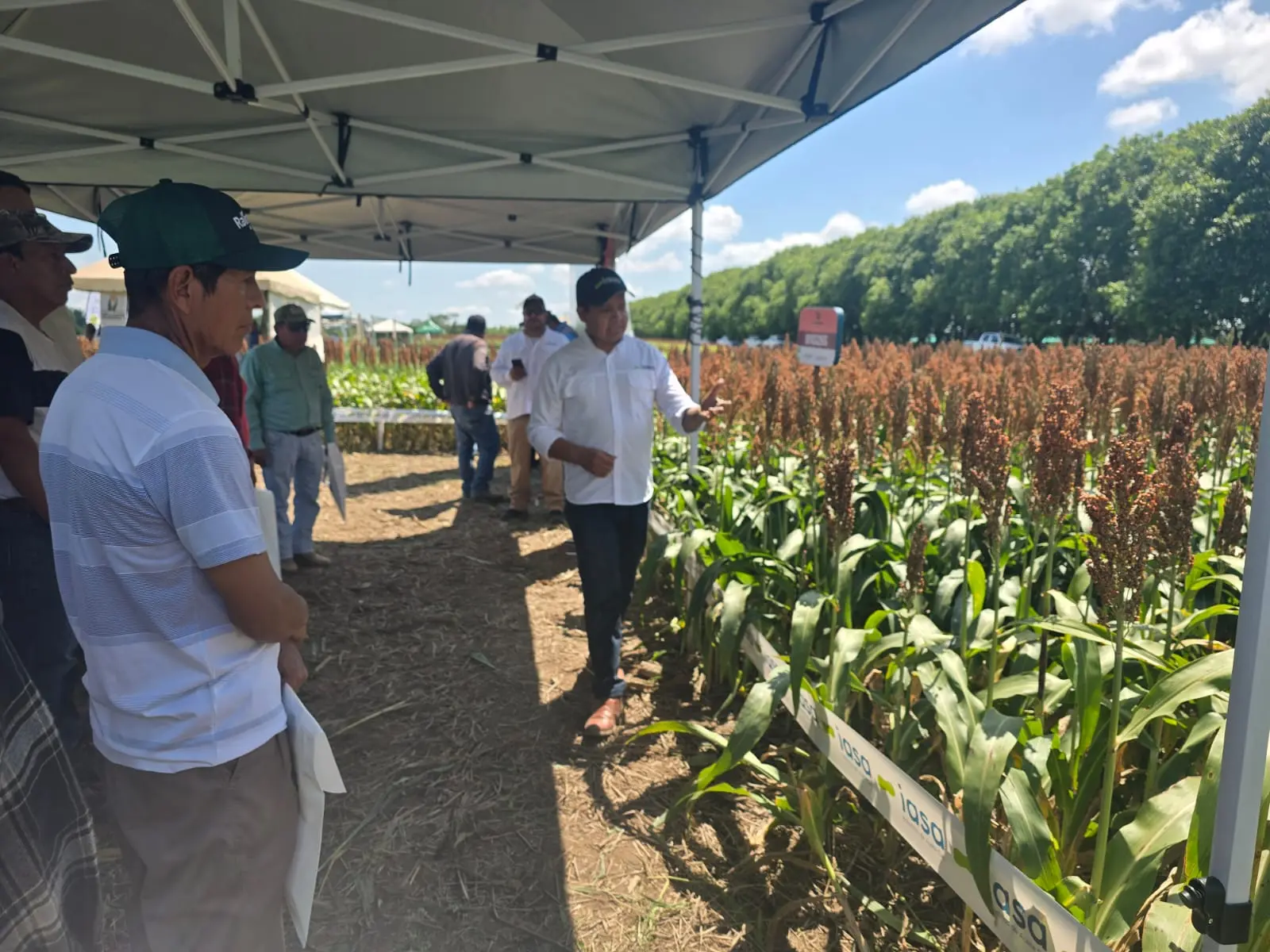 Productores soyeros del Norte Integrado buscan mayor rendimiento