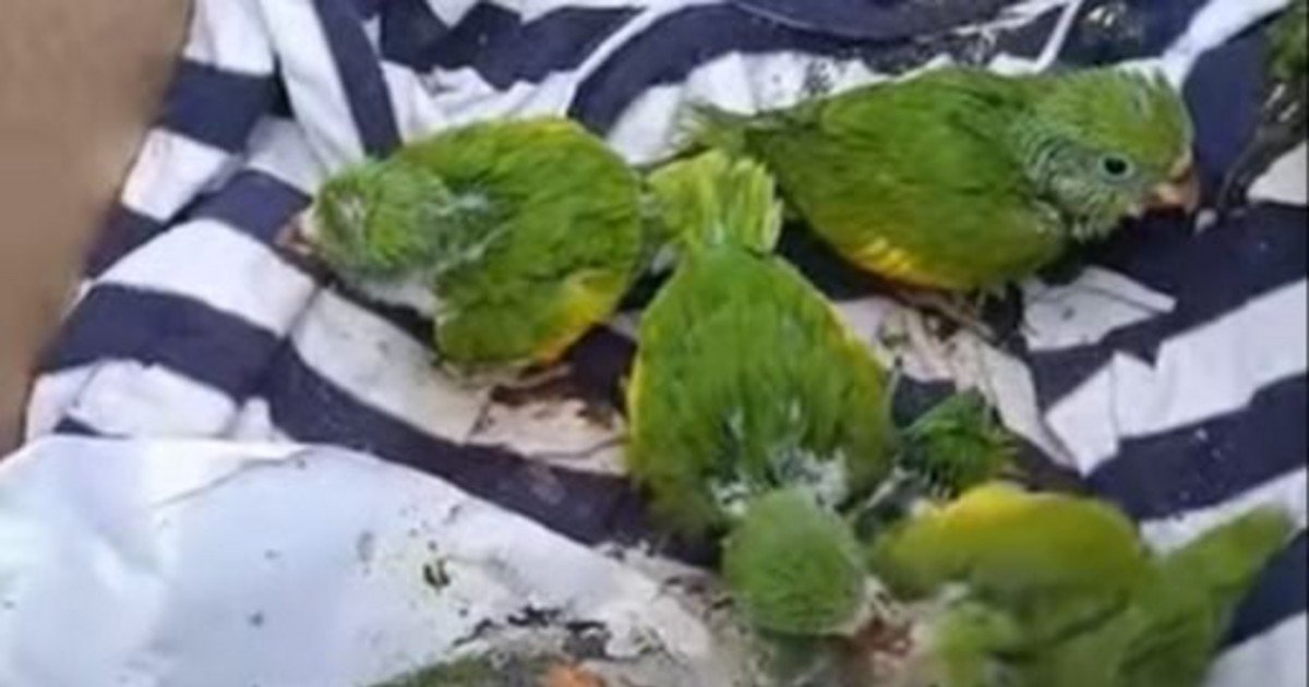 Gobernación de La Paz alerta sobre tráfico de fauna silvestre