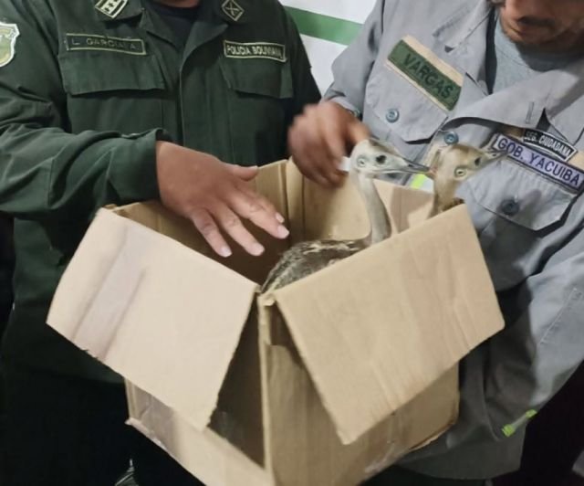 Rescatan dos ñandúes y 14 periquitos australianos en Yacuiba