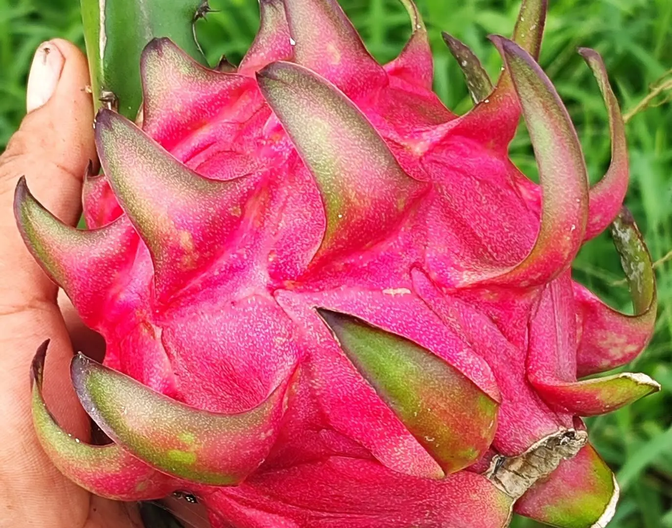 Appibol impulsa valor agregado de la pitahaya para exportación