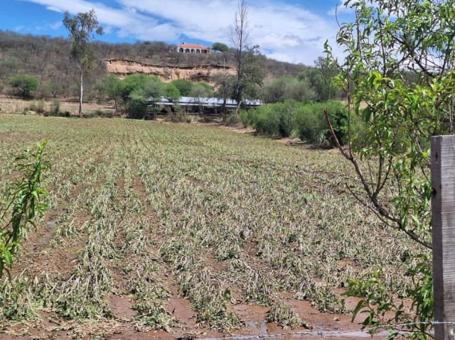 Autoridades evalúan daños por pérdida agrícola en Chocloca