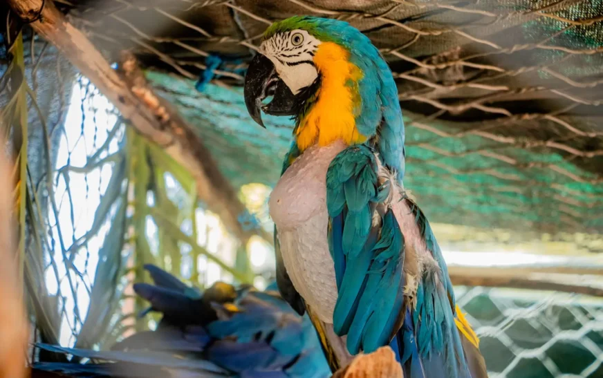 Una paraba se arrancó plumas por estrés del encierro