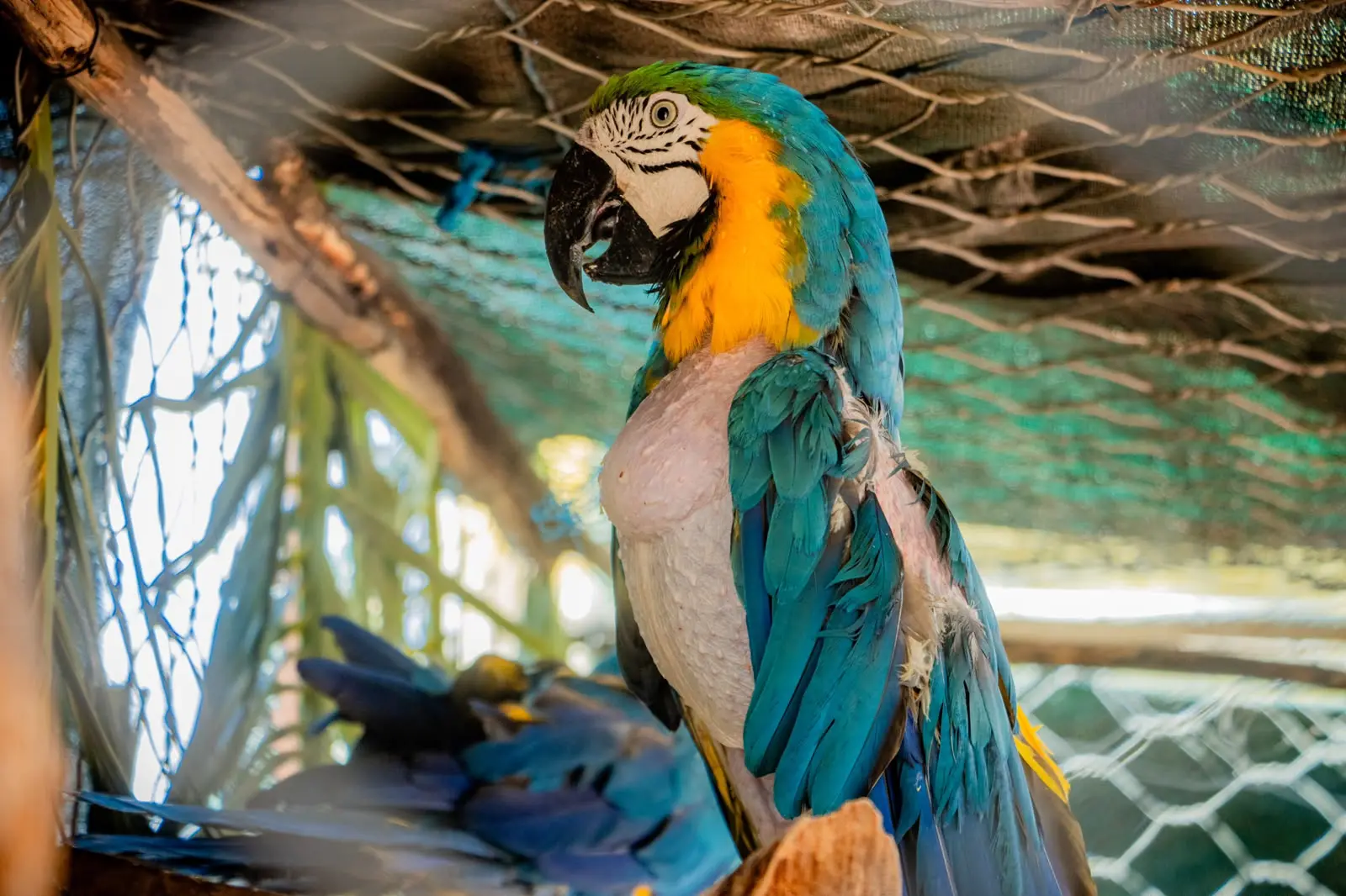 Una paraba se arrancó plumas por estrés del encierro