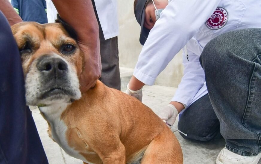 Más de 22 mil brigadistas vacunan mascotas en el país