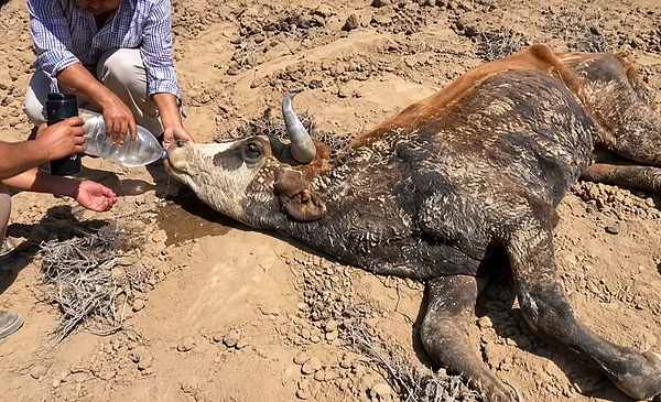 Ganaderos piden ayuda urgente por falta de agua